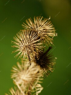 DSC01550
