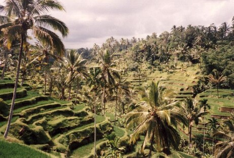 bali005