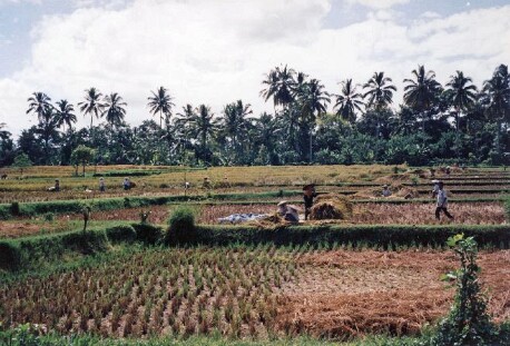 bali010