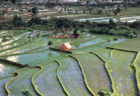 bali016